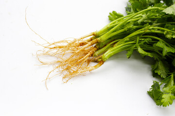 Fresh organic coriander, vegetables and herbs