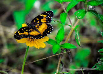 Butterfly Yellow And Black Posed On A Yellow Flower With A Blurred Baclground
