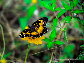 Butterfly Yellow And Black Posed On A Yellow Flower With A Blurred Baclground