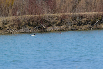 A Common Merganser Pair swims in a lake at Magee Marsh Wildlife Area, near Oak Harbor, Ohio.