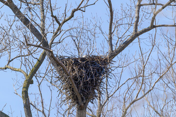 An American Bald Eagle on Her Nest at Magee Marsh in Oak Harbor, Ohio.