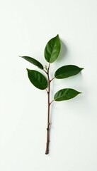 Fototapeta premium Single branch isolated on a white surface with some faint shadows, tree, shadow
