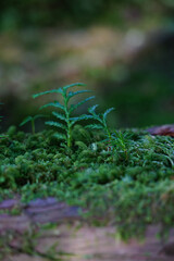 苔の上に芽生えたた檜と杉