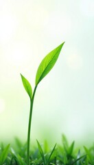 A single blade of grass against the pure white, clean, simplicity