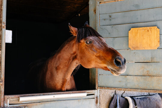 Horse looking out from a stable with a saddle hanging nearby in a rural setting