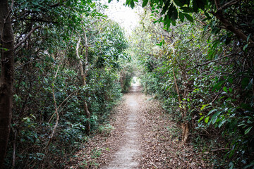 Narrow Path Through Dense Forest with Natural Light