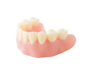 Partial Denture Model with Artificial Teeth