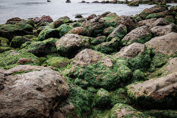 Rocky Shoreline Covered in Green Algae with Island View on a Cloudy Day
