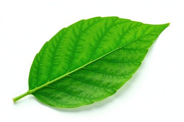 Obraz premium Large single isolated leaf on white background, leafy, leaves