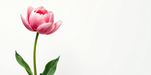 Single large flower bud on a stem isolated on white background, verdant, bloom, petals