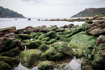 Rocky Shoreline Covered in Green Algae by the Ocean