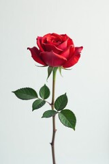 Fototapeta premium A single rose blooming on a minimalist white background, modern, elegant, flower