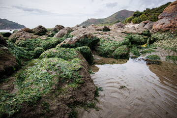 Algae-Covered Rocks in a Coastal Tide Pool