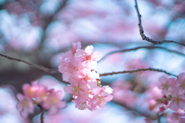 河津桜と光