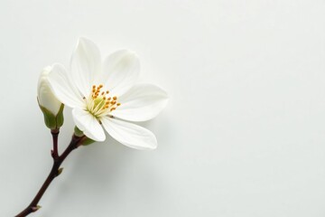 Obraz premium Delicate white blossom against pure white backdrop, petal, blossom, bloom