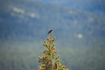hummingbird perched atop a pine tree