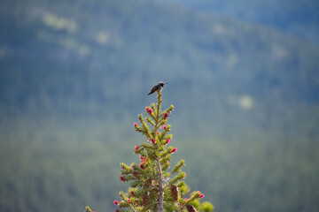 hummingbird perched atop a pine tree