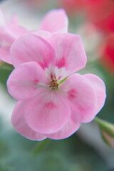 Pink Geranium Zonal in bloom, Pelargonium hortorum with bicolor pink flowers