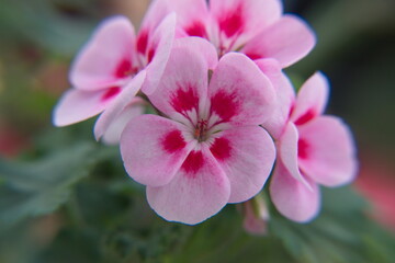 Pink Geranium Zonal in bloom, Pelargonium hortorum with bicolor pink flowers