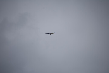 silhouette of a bird against a gray sky