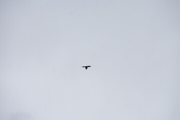 silhouette of a bird against a gray sky