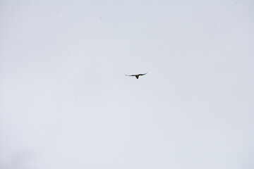 silhouette of a bird against a gray sky