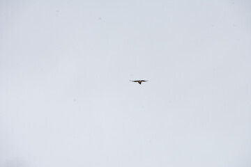 silhouette of a bird against a gray sky