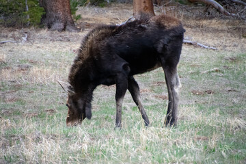 Moose grazing in a filed