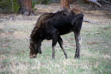 Moose grazing in a filed