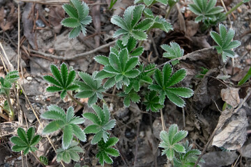 Obraz premium Lady's Mantle Growing Wild in the Mountains