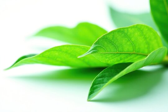 Delicate green leaf isolated on white background, nature, flowerless