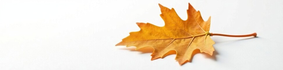 Fototapeta premium single oak leaf against a crisp white surface, nature, leaf
