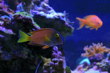 Kole tang in marine tank