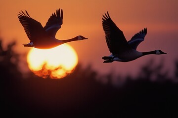 Silhouetted geese flying at sunset against a vibrant sky.