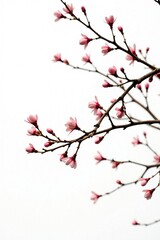 Tree branches with buds against a bright white background, white, isolated