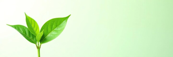 Obraz premium Lush green plant isolated on white background, stem, closeup