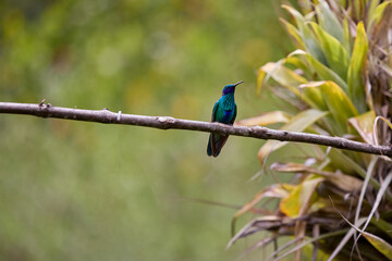 A tiny jewel of the forest, pausing for just a moment.This hummingbird, perched gracefully on a branch, is a reminder of nature’s delicate beauty and boundless energy.