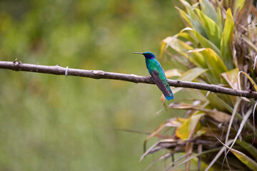 A tiny jewel of the forest, pausing for just a moment.This hummingbird, perched gracefully on a branch, is a reminder of nature’s delicate beauty and boundless energy.