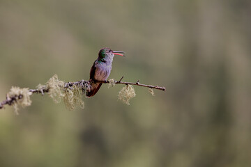 A tiny jewel of the forest, pausing for just a moment.This hummingbird, perched gracefully on a branch, is a reminder of nature’s delicate beauty and boundless energy.