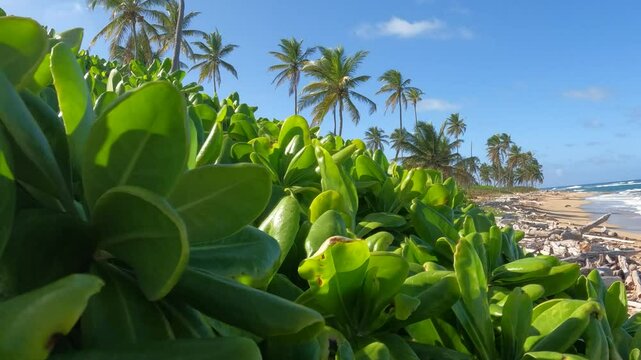 laguna de nisibon la altagracia republica dominicana