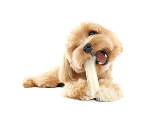 Cute dog with chew bone on white background