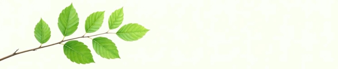 Fototapeta premium Single branch with big green leaves on white background, plant, leaves, leafy