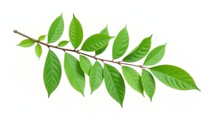 Fototapeta premium A large branch with many small leaves isolated, single element, minimalist