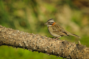 A rufous-collared sparrow  (Zonotrichia capensis) perched on a white floss-silk tree branch.