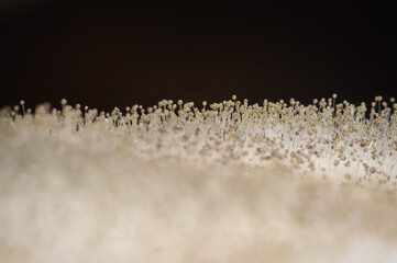 Closeup of fungus on a rotten red pepper.
