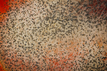 Closeup of fungus on a rotten red pepper.