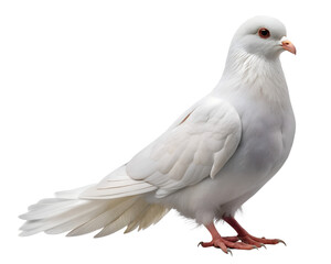 Naklejka premium pigeon isolated on transparent background