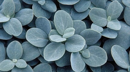 Close-up view of delicate, light gray-blue leaves, densely packed
