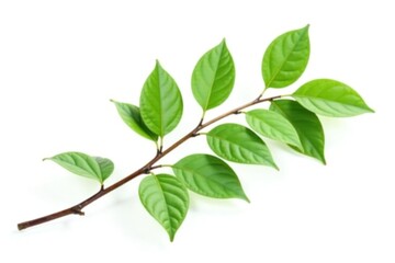 Fototapeta premium Single isolated branch with leaves on white background, serenity, foliage
