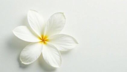 Fototapeta premium Close-up of pristine white petals on a pure white backdrop, minimalist, background